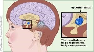 ترموستات هیپوتالاموس در مغز که تنظیم دمای بدن را انجام می‌دهد.