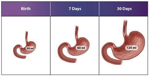 اندازه معده در نوزادان